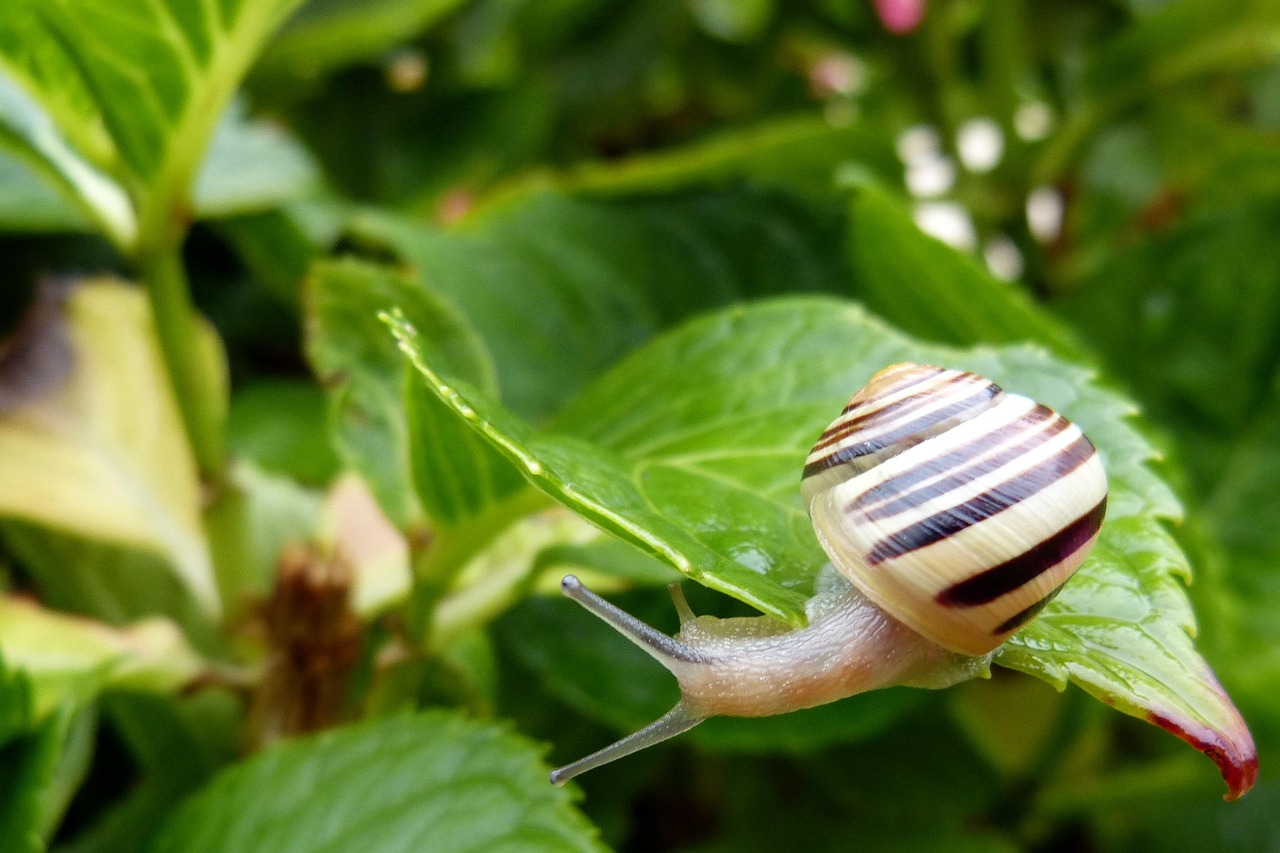 Immagine di lumache su foglie verdi, simbolo del metodo naturale per eliminarle senza chimici.