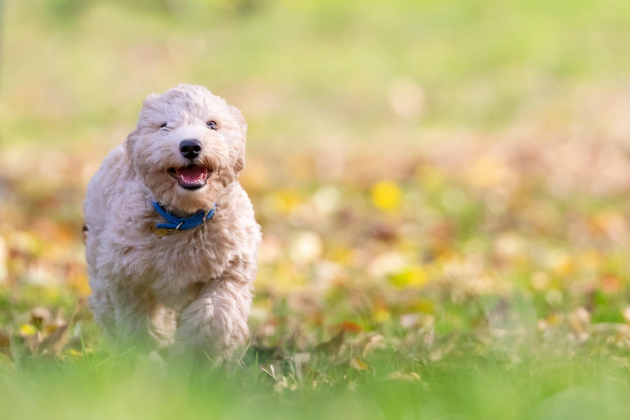 Cane felice che scodinzola nel parco, esprime gioia e vitalità.
