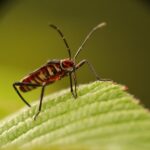 Immagine di un insetto forbice su un ramo, illustrando i rischi e le precauzioni da adottare.