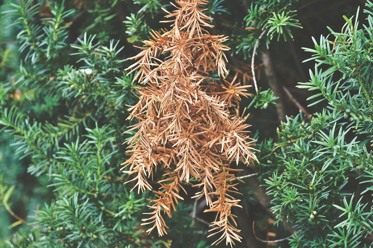 Immagine che illustra i segnali del marciume radicale nelle piante, con radici danneggiate e colore scuro.