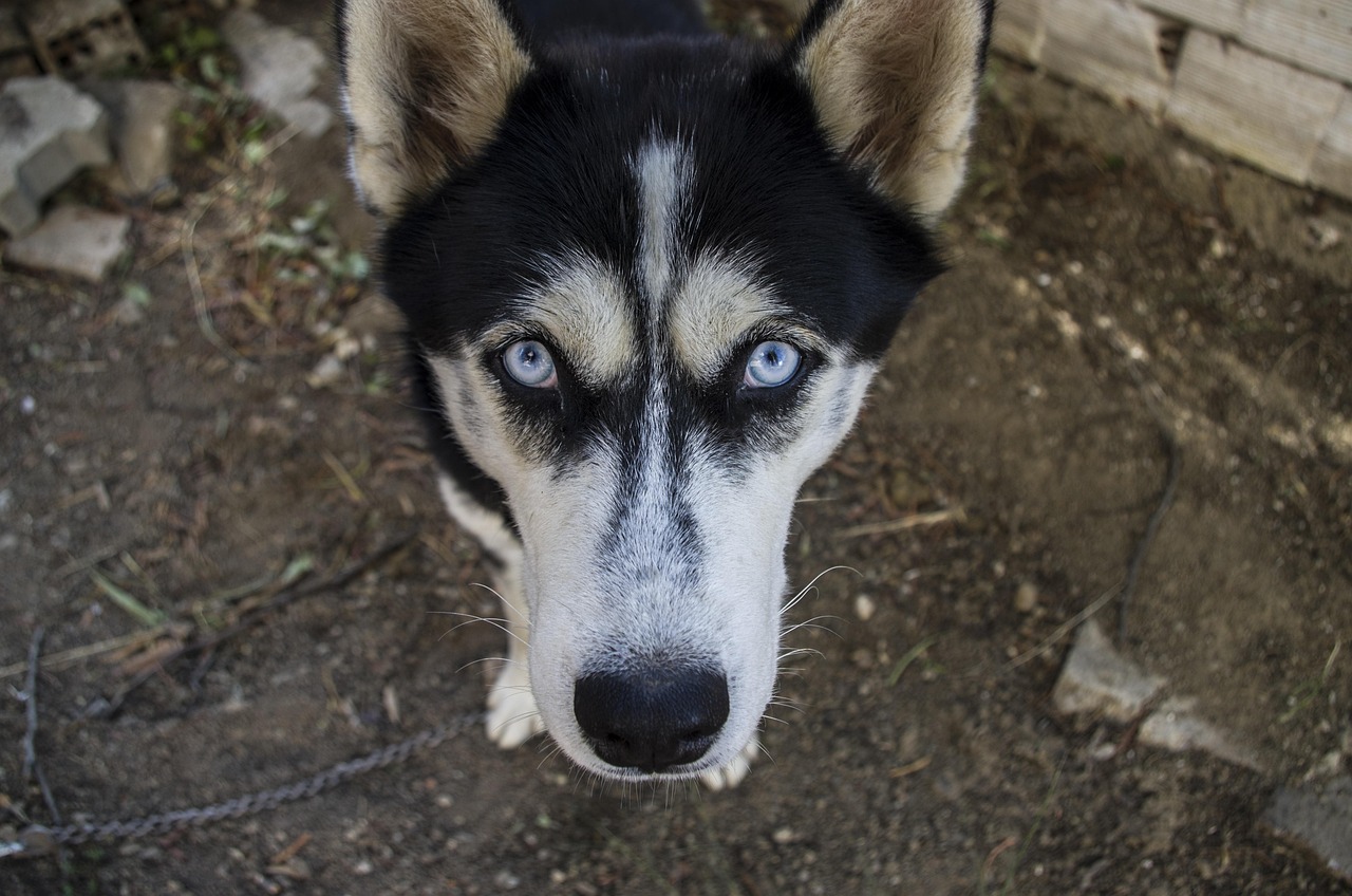 Cane che guarda intensamente il padrone, esprimendo emozioni e segnali da interpretare.