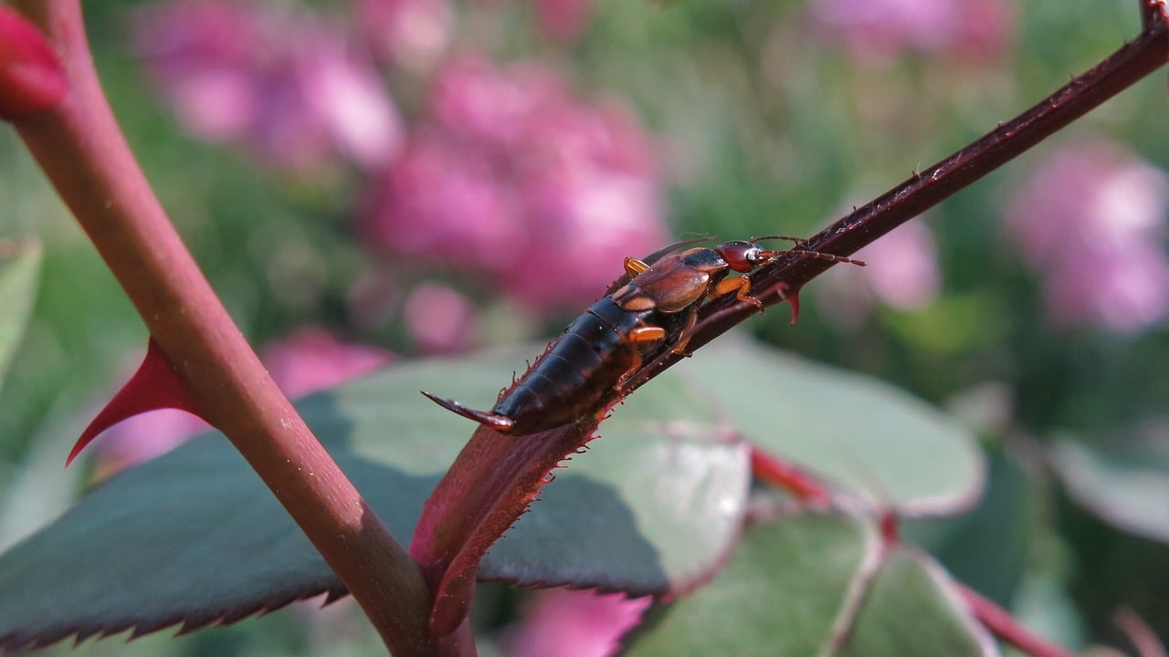 Insetto forbice su una foglia verde in giardino, simbolo di un ambiente sano e biodiverso.