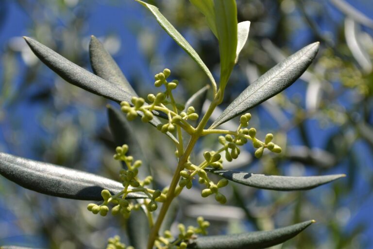 Ecco il segreto per una raccolta abbondante di olive e far fiorire il tuo ulivo senza fatica